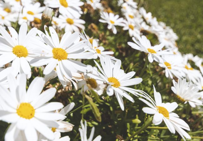 Apartment in Javea - Golden Beach Apartment in Javea - Golden Beach