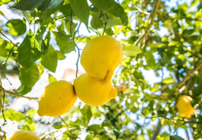 Villa in Javea - Casa Sunshine Villa in Javea - Casa Sunshine