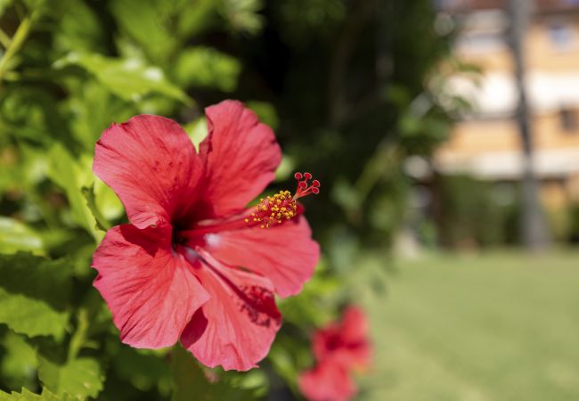 Apartment in Javea - Boutique Bolonia Apartment in Javea - Boutique Bolonia